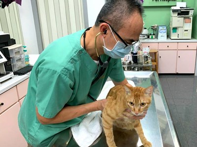 春節寵物照護免煩惱  中市53家動物醫院、40家寵物業者不打烊