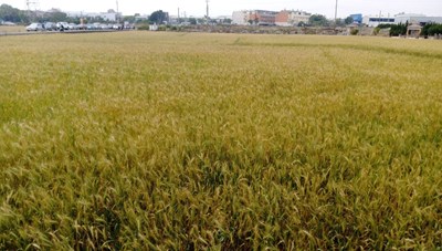 臺中初春必賞浪漫風景 金色麥浪好療癒