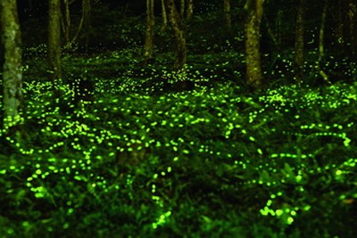 點亮臺中黑夜 火金姑螢光之旅