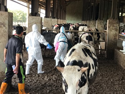 肉牛場牛結節疹疫苗注射