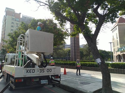 多管齊下防害蟲  建設局啟動荔枝椿象防治作業