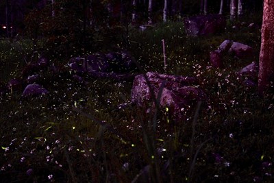 到台中來趟浪漫之旅 大雪山賞螢暨螢火蟲保育課程開跑