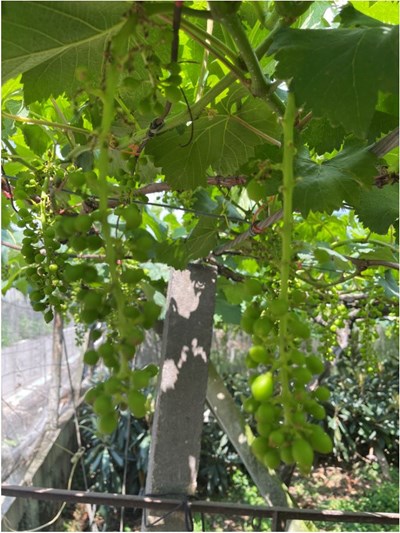 台中市巨峰葡萄今年因受3月鋒面低溫影響，造成受精不良，陸續發生落花及單為結果等遲發性天然災害，造成產量大幅縮水，初估減產2成