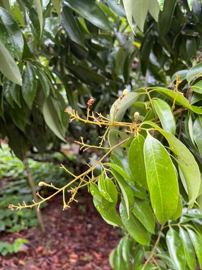 中市荔枝、落花生乾旱農損 農業局提醒520前申請現金救助