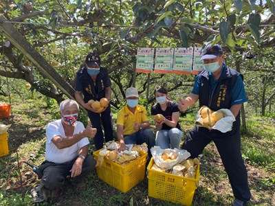 「城市農夫」防疫不返鄉 中市協助採收配送無時差嚐鮮果