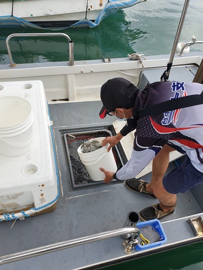 今年已於7月2日、13日及8月12日分三梯次放流台中市高經濟價值漁獲