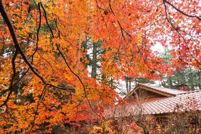 賞楓正當時  來去台中欣賞浪漫楓紅季