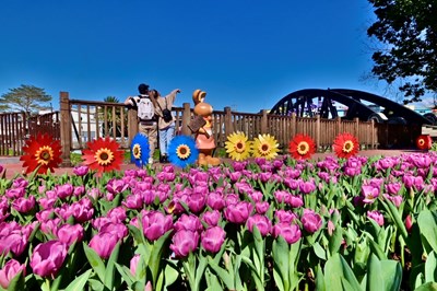 石岡鬱金香展浪漫登場，體驗山城浪漫好風情。