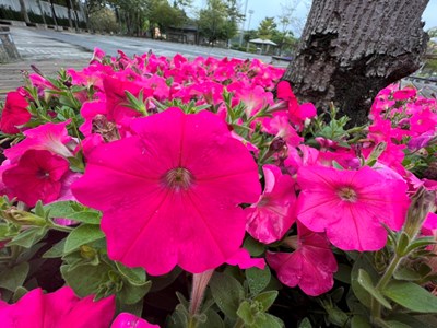 中市各運動公園綠意盎然   擴大清消加強防疫