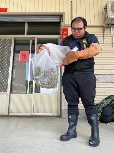 捕蜂捉蛇守護安全  中市農業局委外廠商24小時服務