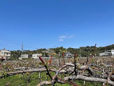 寒流全台低溫 中市農業局提醒農民主動通報災損