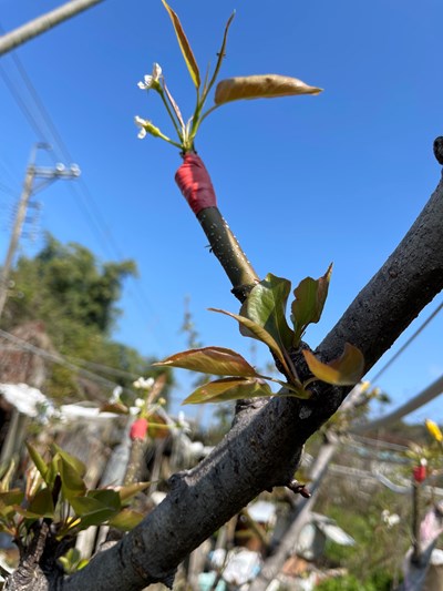 高接梨穗寒流天然災害現金救助 中市3月2日至11日受理申請