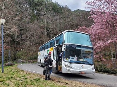 武陵櫻花季落幕  賞櫻專車結合865區市公車獲好評