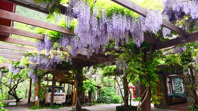 紫藤花海浪漫綻放  走訪台中山城美好春光