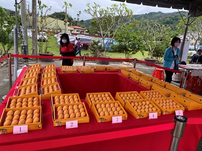 太平枇杷“聖”大健行活動登場  當令水果枇杷現買「最青」助小農