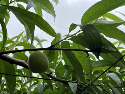 桃寒流天然災害現金救助受理申請