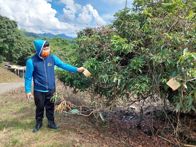 平腹小蜂來幫忙！ 中市府農業局釋放30萬隻防椿象