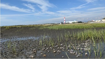 111年高美濕地生態體驗活動  手刀報名額滿為止