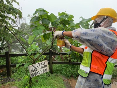 施放平腹小蜂防治荔枝椿象