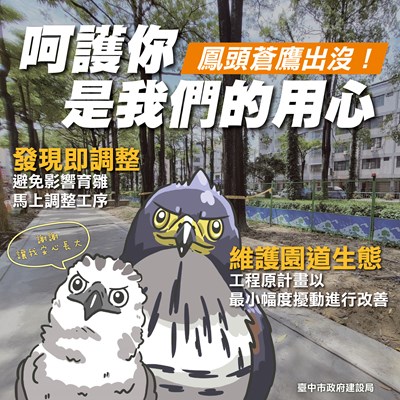 鳳頭蒼鷹工區內築巢育雛 中市建設局調整工序保育生態