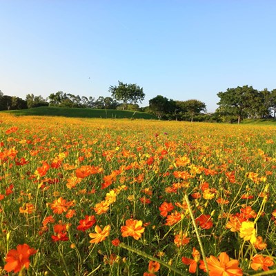 后里環保公園今年主打亮麗的橘黃色花海