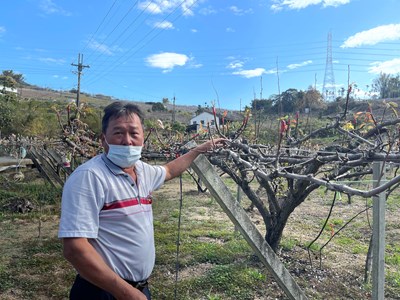 台中市高接梨因低溫影響,造成部分花序萎凋、著花不良、果梗黃化及著果率偏低。
