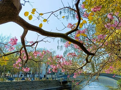白色浪漫情人節攜伴賞花趣 惠來溪洋紅風鈴木花團錦簇
