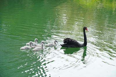 台中市秋紅谷景觀生態公園於上個月喜獲麟「鵝」