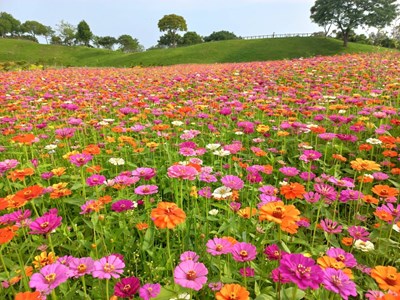 歡迎民眾把握花期，一起來后里環保公園賞花