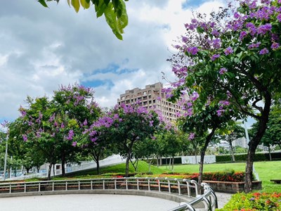 廍興公園大花紫薇盛開