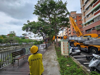 麻園頭溪畔樹木適度防災修剪 秋季將綻放成熱鬧花海