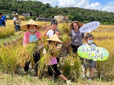 遊客開心體驗割稻