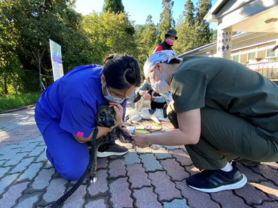 協力獸醫師替犬隻進行麻醉